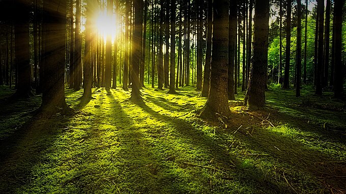 trees-3294681_1280_pixabay_de.jpg trees-3294681_1280_pixabay_de.jpg