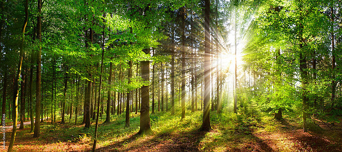 Wald_Smileus_Stock_Adobe_com.jpeg