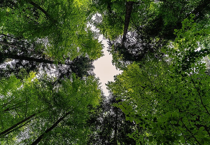forest-3409907_1280_pixabay_de.jpg forest-3409907_1280_pixabay_de.jpg